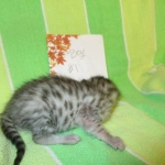 Egyptian Mau, Silver Male, DOB 3-10-18