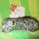 Egyptian Mau, Silver Male, DOB 3-10-18