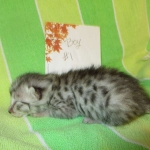 Egyptian Mau, Silver Male, DOB 3-10-18