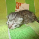 Egyptian Mau, Silver Male, DOB 3-10-18