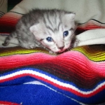 Egyptian Mau, Silver Male, DOB 3-10-18