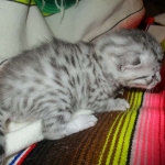 Egyptian Mau, Silver Male, DOB 3-10-18