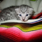 Egyptian Mau, Silver Male, DOB 3-10-18