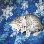 Egyptian Mau, Silver Male, DOB 3-10-18