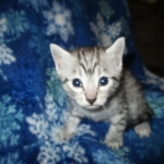 Egyptian Mau, Silver Male, DOB 3-10-18