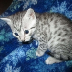Egyptian Mau, Silver Male, DOB 3-10-18