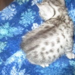 Egyptian Mau, Silver Male, DOB 3-10-18