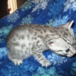 Egyptian Mau, Silver Male, DOB 3-10-18