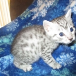Egyptian Mau, Silver Male, DOB 3-10-18