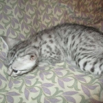 Egyptian Mau, Silver Male, DOB 3-10-18