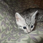 Egyptian Mau, Silver Male, DOB 3-10-18