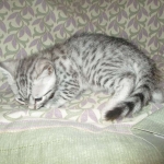 Egyptian Mau, Silver Male, DOB 3-10-18