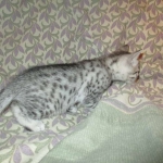 Egyptian Mau, Silver Male, DOB 3-10-18