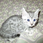 Egyptian Mau, Silver Male, DOB 3-10-18