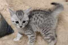 Seti Egyptian Mau Silver Male #2 DOB 3-13-23