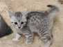 Seti Egyptian Mau Silver Male #2 DOB 3-13-23