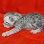 Seti Mau Silver male DOB 3-13-23