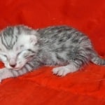 Seti Mau Silver male DOB 3-13-23