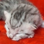 Seti Mau Silver male DOB 3-13-23