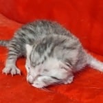 Seti Mau Silver male DOB 3-13-23