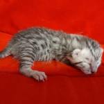 Seti Mau Silver male DOB 3-13-23