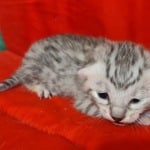 Seti Mau Silver male DOB 3-13-23