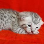 Seti Mau Silver male DOB 3-13-23