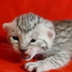 Seti Mau Silver male DOB 3-13-23