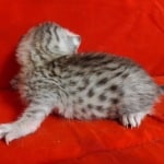 Seti Mau Silver male DOB 3-13-23