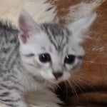 Seti Mau Silver male DOB 3-13-23