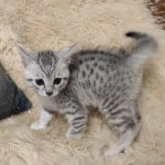 Seti Mau Silver male DOB 3-13-23