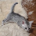 Seti Mau Silver male DOB 3-13-23