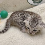 Seti Mau Silver male DOB 3-13-23