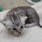 Seti Mau Silver male DOB 3-13-23