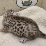 Seti Mau Silver male DOB 3-13-23