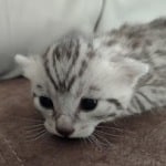 Seti Mau Silver male DOB 3-13-23