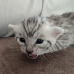 Seti Mau Silver male DOB 3-13-23