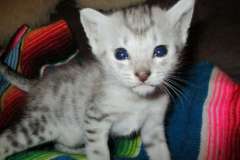 Ramses, Egyptian Mau, Silver, Male, DOB 3-17-17