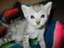 Ramses, Egyptian Mau, Silver, Male, DOB 3-17-17