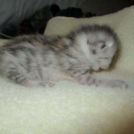 Egyptian Mau, Silver, Male, DOB 3-17-17