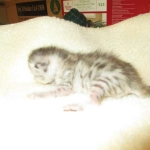 Egyptian Mau, Silver, Male, DOB 3-17-17