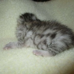 Egyptian Mau, Silver, Male, DOB 3-17-17