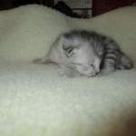 Egyptian Mau, Silver, Male, DOB 3-17-17