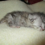 Egyptian Mau, Silver, Male, DOB 3-17-17