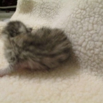 Egyptian Mau, Silver, Male, DOB 3-17-17