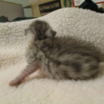 Egyptian Mau, Silver, Male, DOB 3-17-17