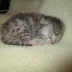 Egyptian Mau, Silver, Male, DOB 3-17-17