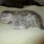 Egyptian Mau, Silver, Male, DOB 3-17-17