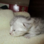 Egyptian Mau, Silver, Male, DOB 3-17-17