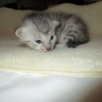 Egyptian Mau, Silver, Male, DOB 3-17-17